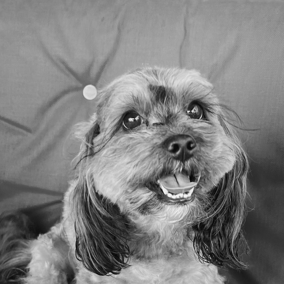 Meet your Posher, Miliani - Picture 1 of 1